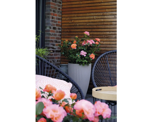 Terrass med rosor i kruka, stolar och trävägg