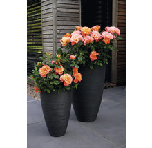 Ros FLORASELF Rosa 'Sugar Candy' Co 3,5L