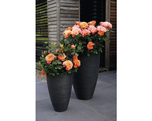 Två blomkrukor med rosor på en terrass