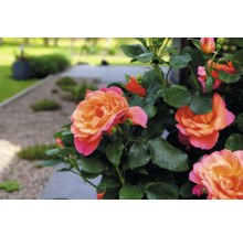 Ros FLORASELF Rosa 'Sugar Candy' Co 3,5L