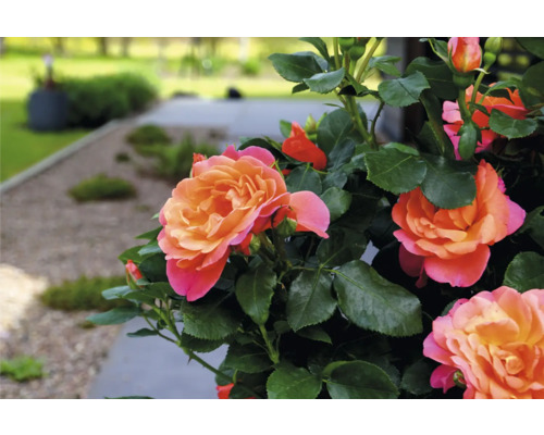 Närbild av orange rosenblommor i trädgården