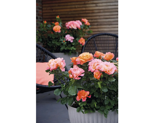 Rosor i blomlådor på en uteplats med sittplatser