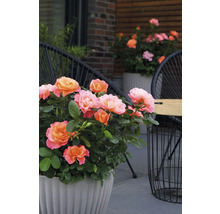 Ros FLORASELF Rosa 'Sugar Candy' Co 3,5L