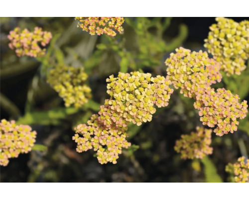 Röllika FLORASELF Achillea millefolium 'Milly Rock' Yellow Terracotta Co 0,5L Blomställningar av rölleka i detalj