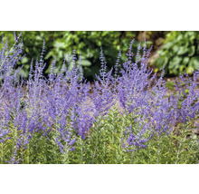 Rysk salvia växt i trädgårdsrabatt