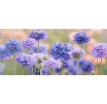 Fältvädd FLORASELF Scabiosa columbaria 'Pincushion Blue' Co 0,5L