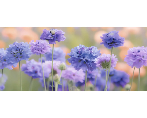 Fältvädd FLORASELF Scabiosa columbaria 'Pincushion Blue' Co 0,5L