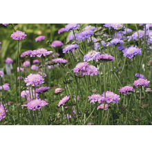 Fältvädd FLORASELF Scabiosa columbaria 'Pincushion Pink' Co 0,5L