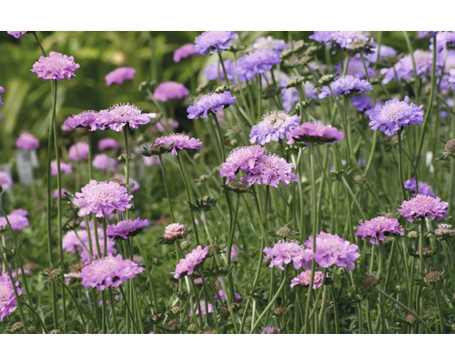 Fältvädd FLORASELF Scabiosa columbaria 'Pincushion Pink' Co 0,5L