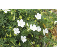 Närbild av en vit näveväxt