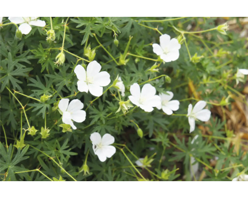 Närbild av en vit näveväxt