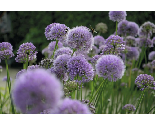 Prydnadslök FLORASELF Allium 'Summer Beauty' Co 0,5L