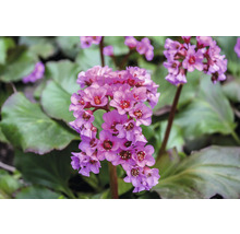 Bergenia FLORASELF Bergenia cordifolia 'Ouverture' Co 0,5L
