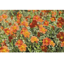 Solrosling med orange blommor