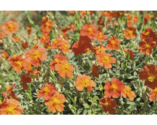 Solrosling med orange blommor