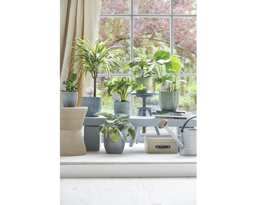 Krukväxter i krukor på ett bord framför ett fönster.