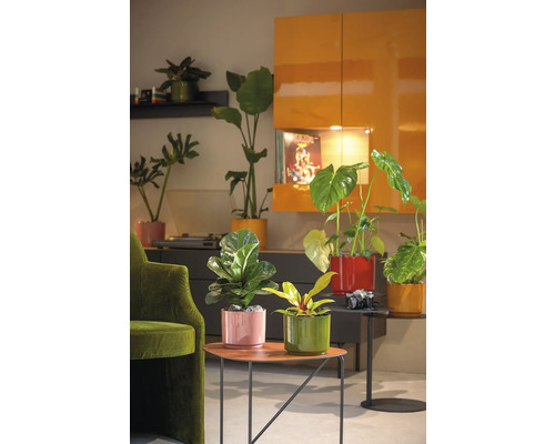 Dekorativa krukväxter i färgade ytterkrukor på sidobord i ett vardagsrum.