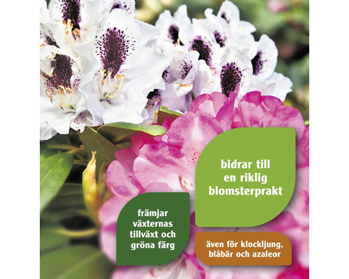 Blommande rhododendronplanta med information om hur man främjar tillväxt och blomsterprakt