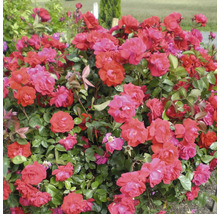 Rosmix Easy Elegance FLORASELF Co 3,5L