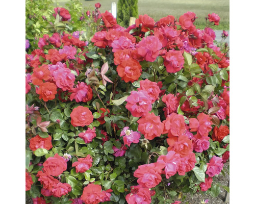 Buske med röda rosenblommor i trädgården