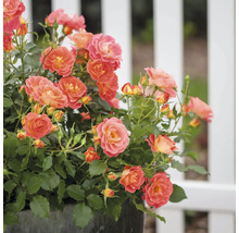Rosbuske med orange blommor