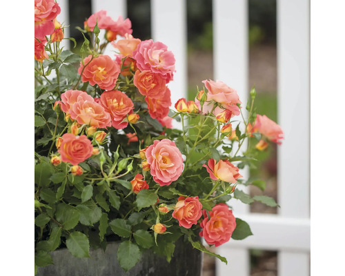 Rosbuske med orange blommor