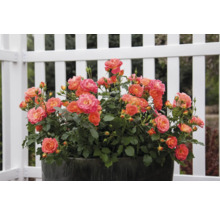 Rosmix Easy Elegance FLORASELF Co 3,5L