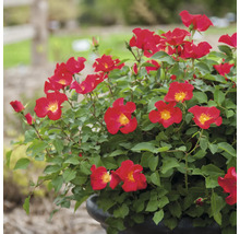 Rosmix Easy Elegance FLORASELF Co 3,5L
