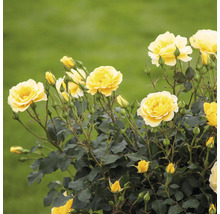 Rosmix Easy Elegance FLORASELF Co 3,5L