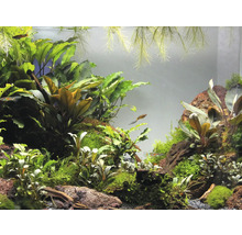 Akvarium med växter och fiskar