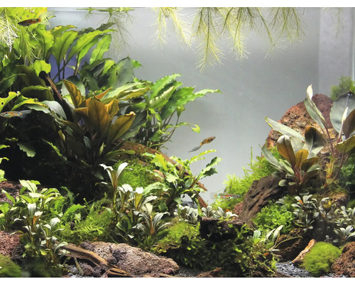 Akvarium med växter och fiskar