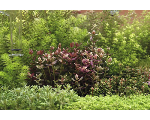 Akvarium med olika vattenväxter