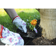 Trädgårdsarbete med tagetes och trädgårdsduk