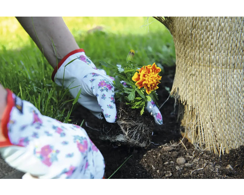 Trädgårdsarbete med tagetes och trädgårdsduk