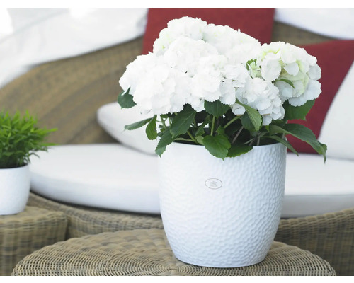 Vit hortensia i strukturerad blomkruka på ett rottingbord med sittgrupp i bakgrunden.