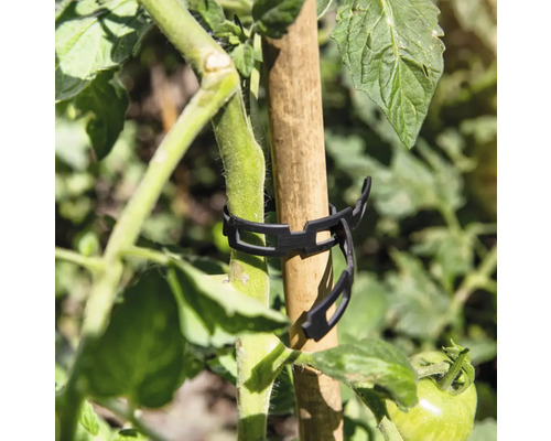 Tomatplanta fäst vid en träpinne med växtklämma