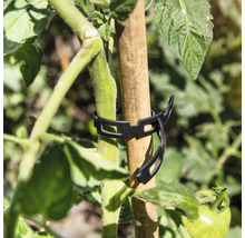Plantklämma för att fästa en växt på en växtpinne
