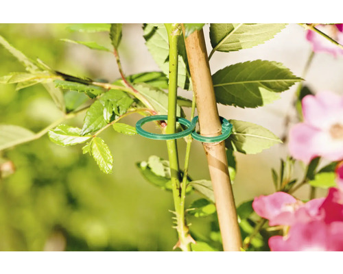 Växt fäst vid en pinne med gröna växtband