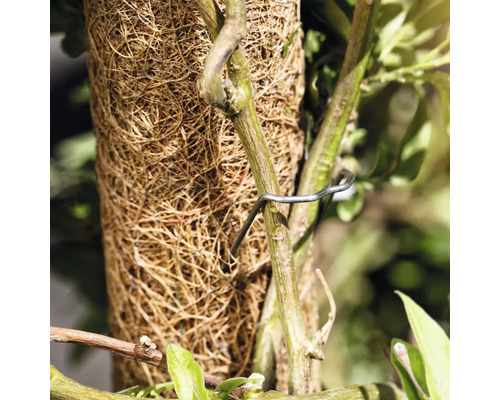 Kokosmatta med växtfäste