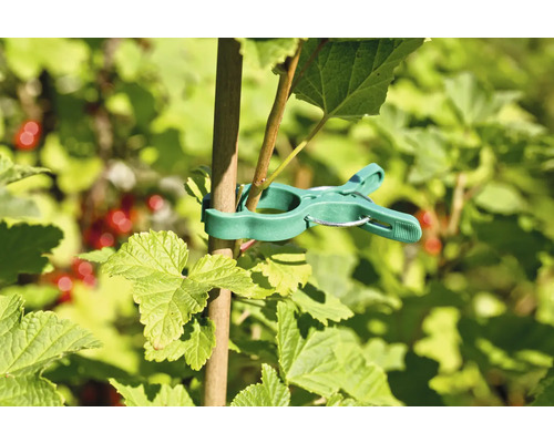 Växtklämma för att fästa växter på en pinne