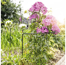 Blomsterbädd med rosa och vita nejlikor, stöttad av en växtstödring.
