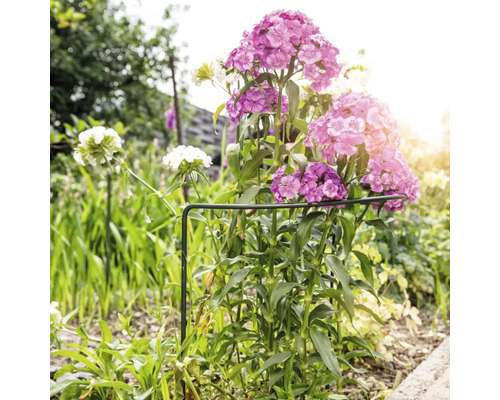 Blomsterbädd med rosa och vita nejlikor, stöttad av en växtstödring.