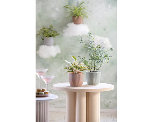 Dekorativa krukväxter arrangerade i krukor på ett sidobord.