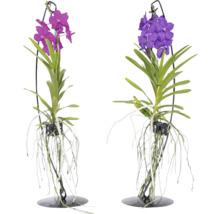 Vanda mix på metallstativ FLORASELF Vanda coerulea 50cm krukstorlek Ø17cm