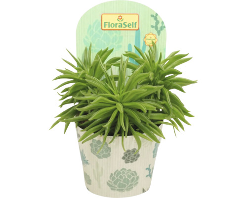 Senecio barbertonicus krukväxt i kruka med FloraSelf etikett