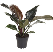 Philodendron krukväxt i en kruka