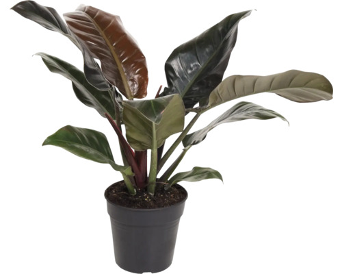 Filodendron FLORASELF Philodendron 'Imperial Red' ca 55cm krukstorlek Ø19cm Philodendron krukväxt i en kruka