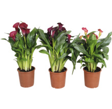 Tre Zantedeschia växter i krukor