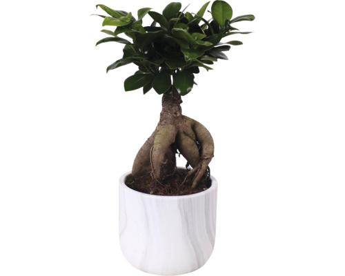 Ficus Ginseng i kruka
