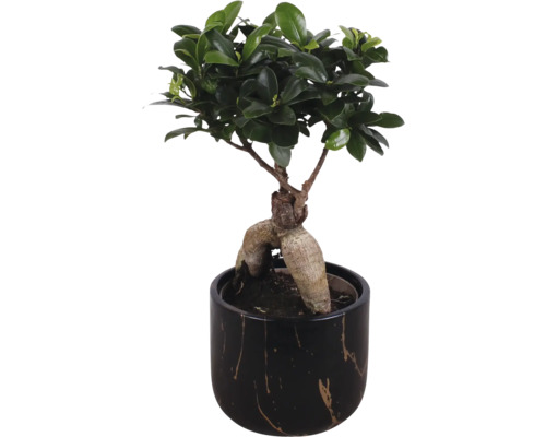 Ficus Ginseng Bonsai i kruka